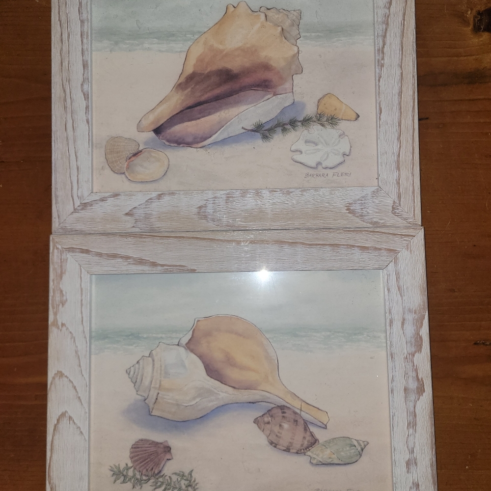 Shell Shells Pictures 10x12 Artist Barbara Fleri